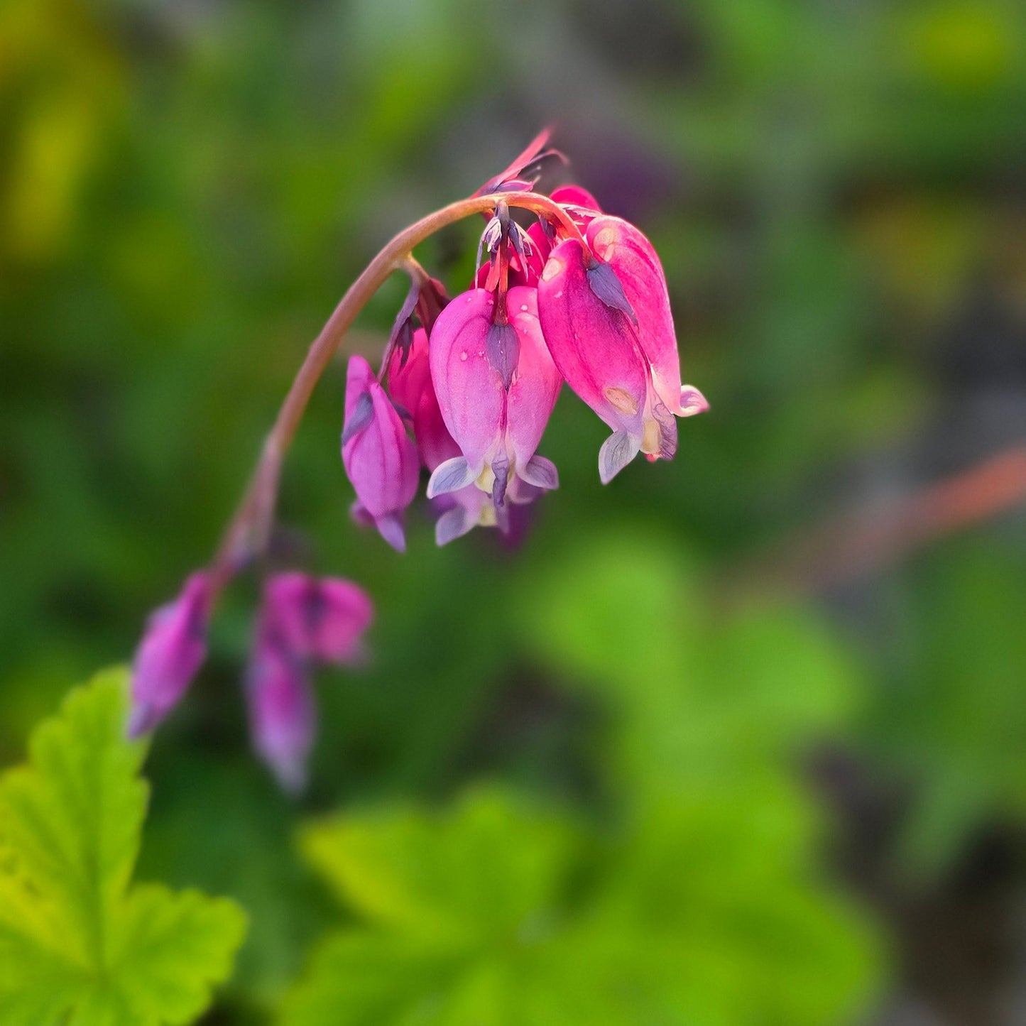 A vibrant up close photograph of bleeding heart flowers.