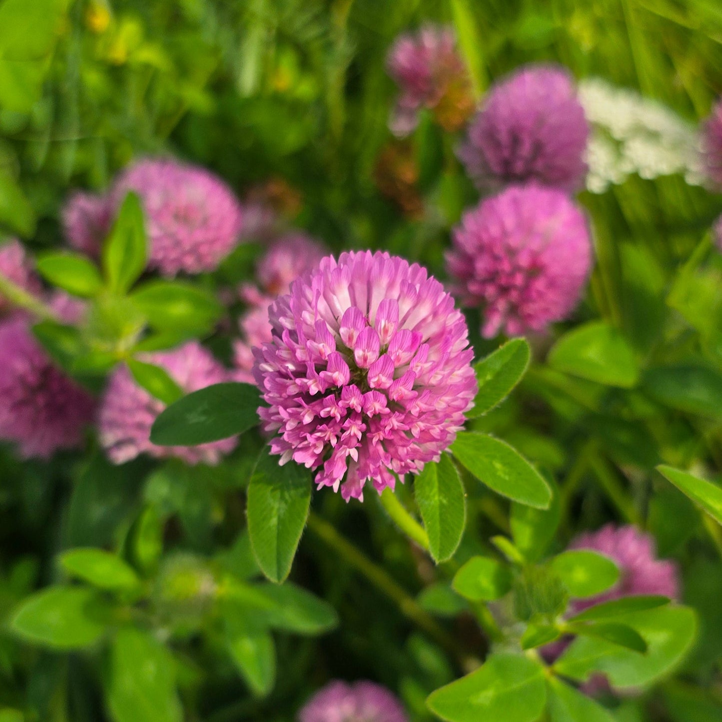 Vibrant photograph of a red clover flower